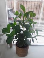 Groene plant met rieten mand, Ophalen, Halfschaduw, Minder dan 100 cm