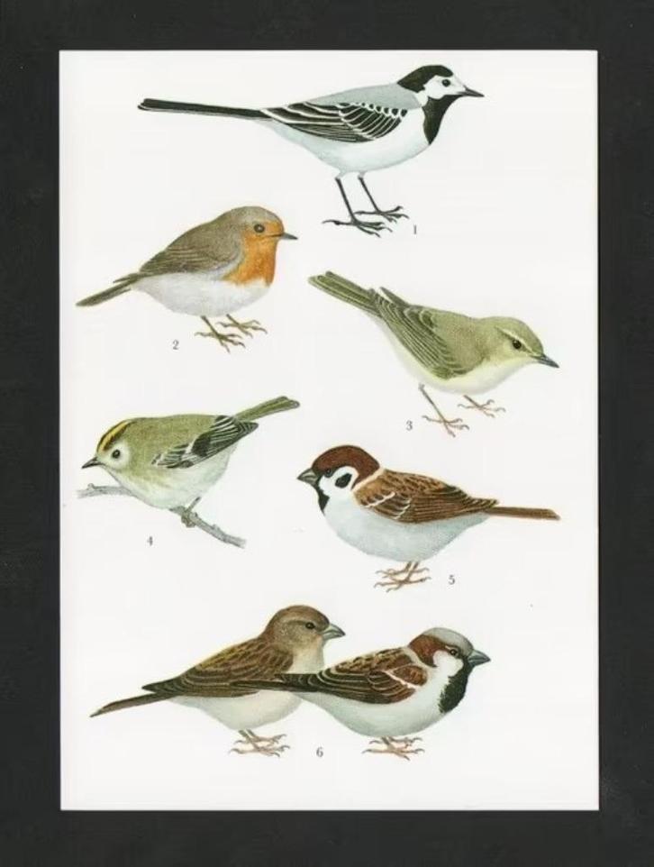 Kwikstaart Roodborstje Ringmus Huismus Goudhaantje Fitis., Verzamelen, Ansichtkaarten | Dieren, Ongelopen, 1980 tot heden, Vogel