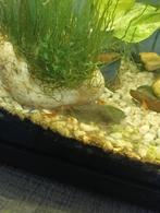 Garnalen, Kreeft, Krab of Garnaal, Zoetwatervis