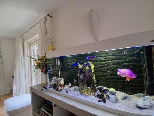 Aquarium zgn met vissen, Dieren en Toebehoren, Vissen | Aquaria en Toebehoren, Zo goed als nieuw, Ophalen