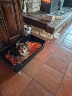 Pommeriaan teefje . 2 jaar, Parvo, Overige rassen, 1 tot 2 jaar, Teef