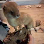 Taxidermie taxidermy,Opgezette "Hermelijn" in zomervacht, Ophalen of Verzenden, Gebruikt, Wild dier, Opgezet dier