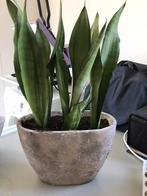 Sanseveria in betonlook pot, Groene kamerplant, Ophalen, Overige soorten, Minder dan 100 cm