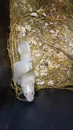 Mooie jonge Husky rittens beschikbaar!, Dieren en Toebehoren, Knaagdieren, Oktober, Meerdere dieren, Rat