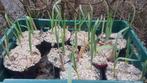 Knoflook 3 planten in pot., Ophalen, Bloeit niet, Groenteplanten, Eenjarig