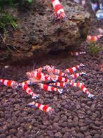 Crystal red caridina garnalen, Dieren en Toebehoren, Ophalen, Nieuw, Gevuld zoetwateraquarium