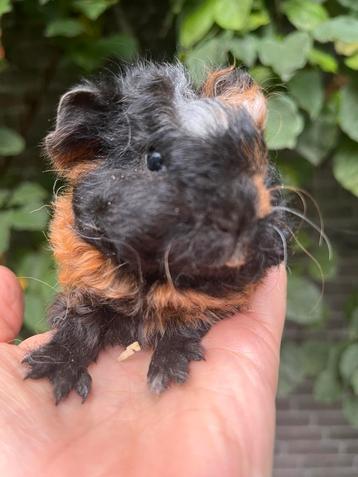 Schattig handtam cavia zeugje, Lunkarya beschikbaar voor biedingen
