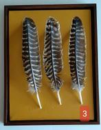 Wanddecoratie Kalkoenveren in baklijst, Ophalen of Verzenden, Zo goed als nieuw