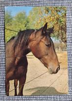 Bruin paard steekt hoofd door draadhek, Ophalen of Verzenden, 1980 tot heden, Ongelopen, Paard