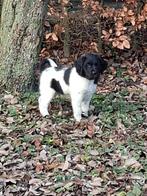 Friese stabij pups nog 1 beschikbaar 1 reutje, Rabiës (hondsdolheid), Overige rassen, 8 tot 15 weken, Meerdere