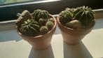 Cactussen met pot, Ophalen of Verzenden, Overige soorten, Minder dan 100 cm