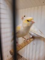 Te Koop Geel mozaïek  kanaries, Dieren en Toebehoren, Vogels | Kanaries, Meerdere dieren, Kleurkanarie