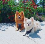Twee lieve hondjes (Chihuahua & Keeshond) ter herplaatsing, Dieren en Toebehoren, Honden | Chihuahua's en Gezelschapshonden, 6 jaar of ouder