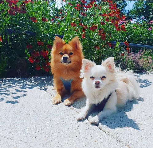 Twee lieve hondjes (Chihuahua & Keeshond) ter herplaatsing, Dieren en Toebehoren, Honden | Chihuahua's en Gezelschapshonden, Reu