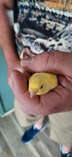 Kanaries, Dieren en Toebehoren, Mannelijk, Zangkanarie