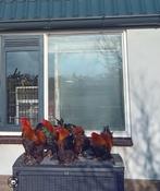 4 koppels brahma kriel meerzomig patrijs brahma krielen, Dieren en Toebehoren, Pluimvee, Meerdere dieren, Kip