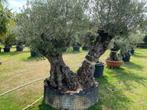 TE KOOP 2-stammige olijfboom, olea europaea, 100 tot 250 cm, Olijfboom, Zomer, Ophalen