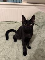 Lieve katertje, Dieren en Toebehoren, Kater, Ontwormd