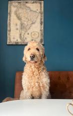 Teefje gezocht - reu uit VS 1e gen Goldendoodle, Dieren en Toebehoren, 6 jaar of ouder, Particulier, Rabiës (hondsdolheid), Reu
