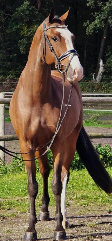 Veelbelovende 4 j ruin v. Hermantico x Cantos x Pacific beschikbaar voor biedingen