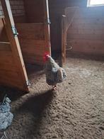 Noord Hollandse blauwe haan tekoop, Dieren en Toebehoren, Pluimvee, Mannelijk, Kip