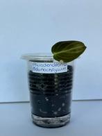 Philodendron melanochrysum (1), Ophalen of Verzenden, Overige soorten, Minder dan 100 cm