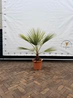 Brahea armata - Blauwe Hesperpalm, Tuin en Terras, Planten | Bomen, Ophalen, Palmboom, Minder dan 100 cm