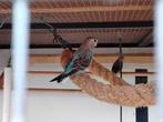 Bourkes parkiet blauwe, Dieren en Toebehoren, Meerdere dieren, Parkiet