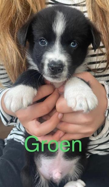 husky x stabij pups (nog 1 reu en 1 teefje beschikbaar beschikbaar voor biedingen