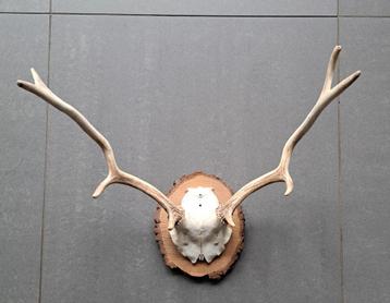 Zeer mooi hertengewei  beschikbaar voor biedingen