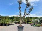 Mega Kurkeiken - Quercus suber te koop 5-6 meter hoog, Tuin en Terras, In pot, Zomer, Overige soorten, Volle zon