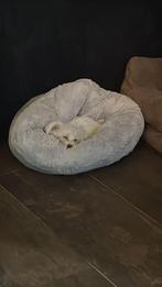 Maltezer pup, Dieren en Toebehoren, Honden | Chihuahua's en Gezelschapshonden, Maltezer, 8 tot 15 weken, Teef, Eén hond