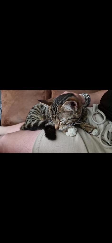 Sam zoekt een nieuw huisje, Dieren en Toebehoren, Katten en Kittens | Overige Katten, Kortharig, Poes, 0 tot 2 jaar