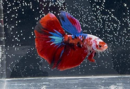 Halfmoon Red Koi Purple Galaxy, Dieren en Toebehoren, Vissen | Aquariumvissen, Vis