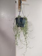 Senecio Rowleyanus - Erwtenplantje / Parelsnoer / Hangplant, Ophalen, Vetplant, Halfschaduw, Minder dan 100 cm