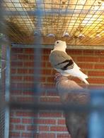 Gratis 3 oud-hollandse meeuwtjes  duivinnen, Dieren en Toebehoren, Vogels | Duiven, Meerdere dieren, Overige soorten