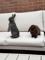 Dwergkonijnen mannetje en vrouwtje, Dieren en Toebehoren, Konijnen, Meerdere dieren, Dwerg, Hangoor, 0 tot 2 jaar