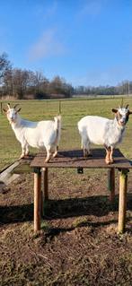 2 geitjes, Dieren en Toebehoren, Schapen, Geiten en Varkens, Vrouwelijk, Geit