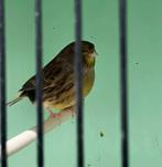 Gloster mannen, poppen van 2025, Dieren en Toebehoren, Mannelijk, Postuurkanarie