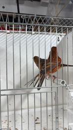 Mooi koppel rood agaat, Dieren en Toebehoren, Vogels | Kanaries, Meerdere dieren, Kleurkanarie