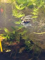 Helena slakken, Slak of Weekdier