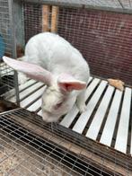 Witte van dendermonde rammelaar te koop, Dieren en Toebehoren, Konijnen, Groot, 0 tot 2 jaar