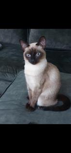 Siamees chocolate  point 2.5 jr gesteriliseerd, 0 tot 2 jaar