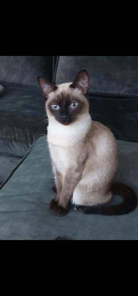 Siamees chocolate  point 2.5 jr gesteriliseerd, Dieren en Toebehoren, Katten en Kittens | Dekkaters, 0 tot 2 jaar