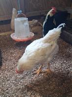 Haantje van 4 maanden, Dieren en Toebehoren, Pluimvee, Mannelijk, Kip