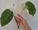6x monstera deliciosa albo variegata (kop)stekken, Overige soorten, Minder dan 100 cm, Groene kamerplant, Halfschaduw