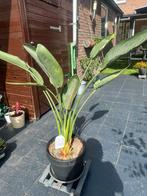 Strelitzia Reginaep, Huis en Inrichting, Ophalen of Verzenden, Overige soorten