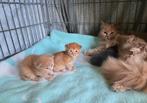 Prachtige kittens Maine coon x Britse kort lang haar, Dieren en Toebehoren, Meerdere dieren