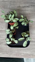 Verschillende stekjes kamerplant Ctenanthe Amagris, Huis en Inrichting, Kamerplanten, Volledige schaduw, Overige soorten, Ophalen of Verzenden