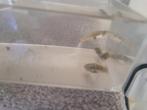 Platy wildvorm Puente Escalanar 4 vrouwtjes, Vis, Zoetwatervis